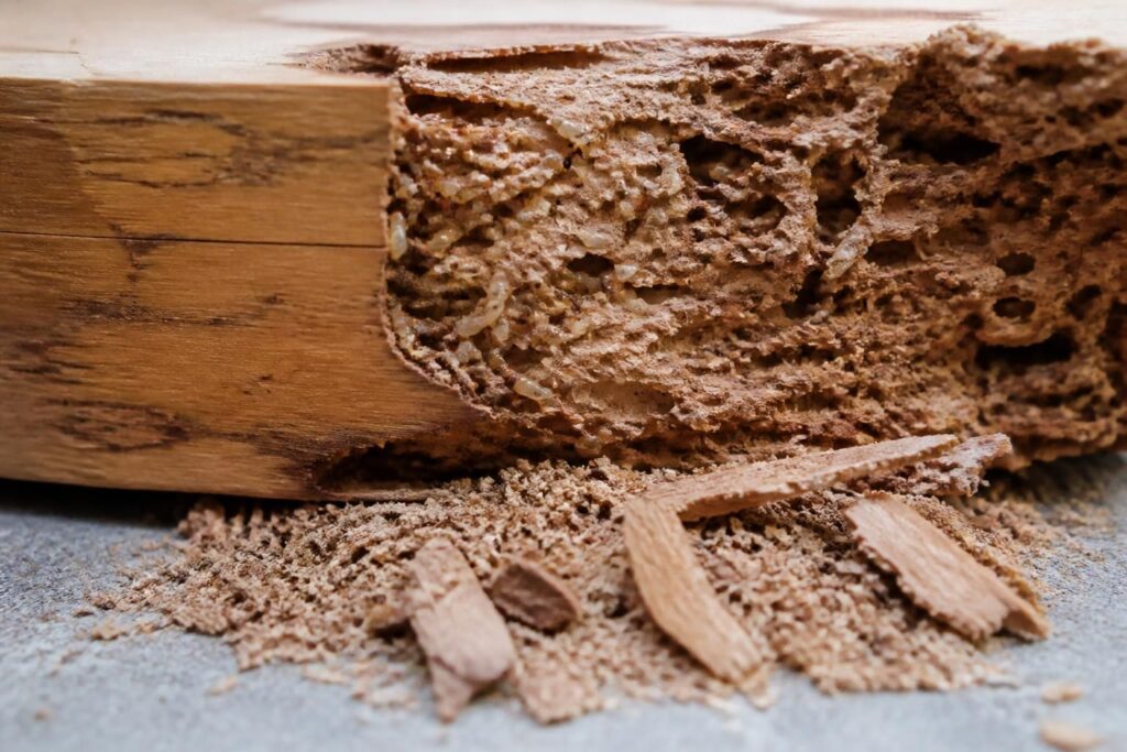 découvrez comment identifier une infestation de termites dans le bois et apprenez les méthodes efficaces pour les traiter et protéger votre habitation.